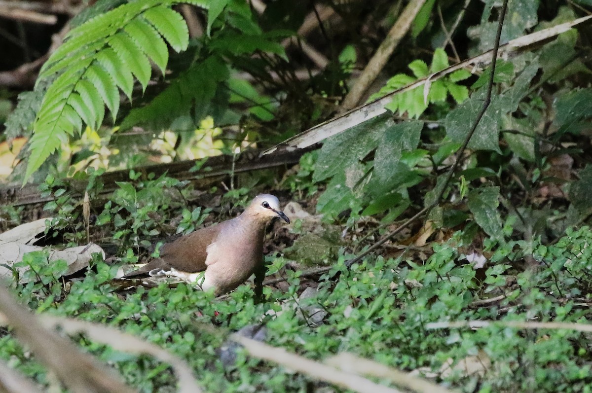 Gray-fronted Dove - ML614359977