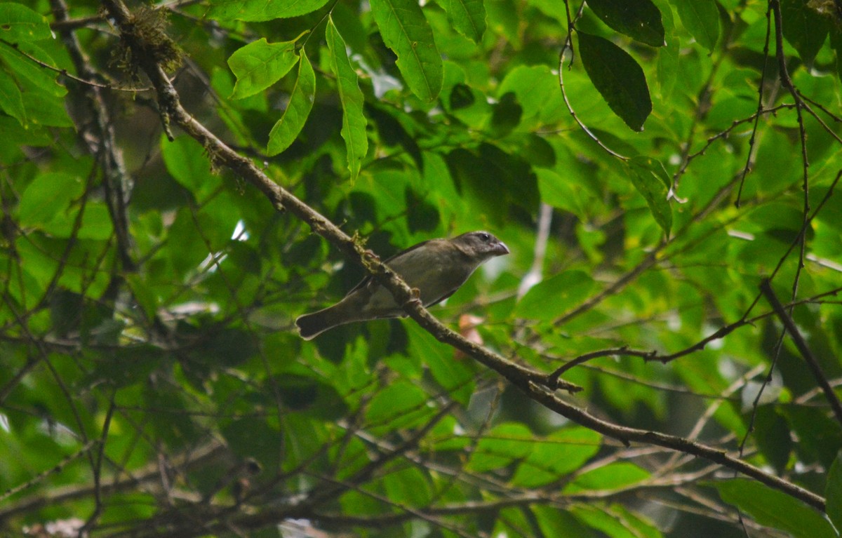 Buffy-fronted Seedeater - ML614360155