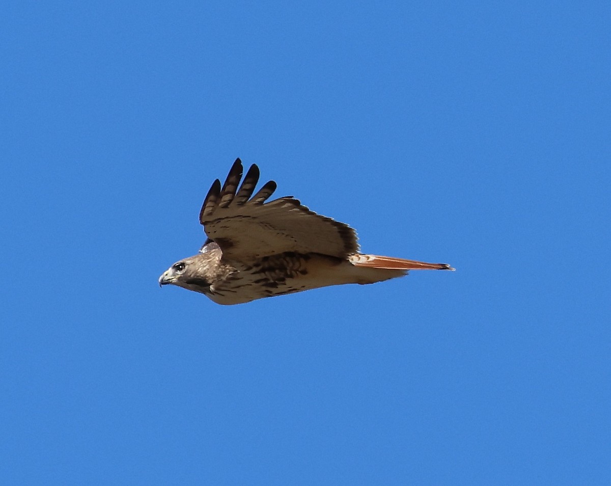 Red-tailed Hawk - ML614360343