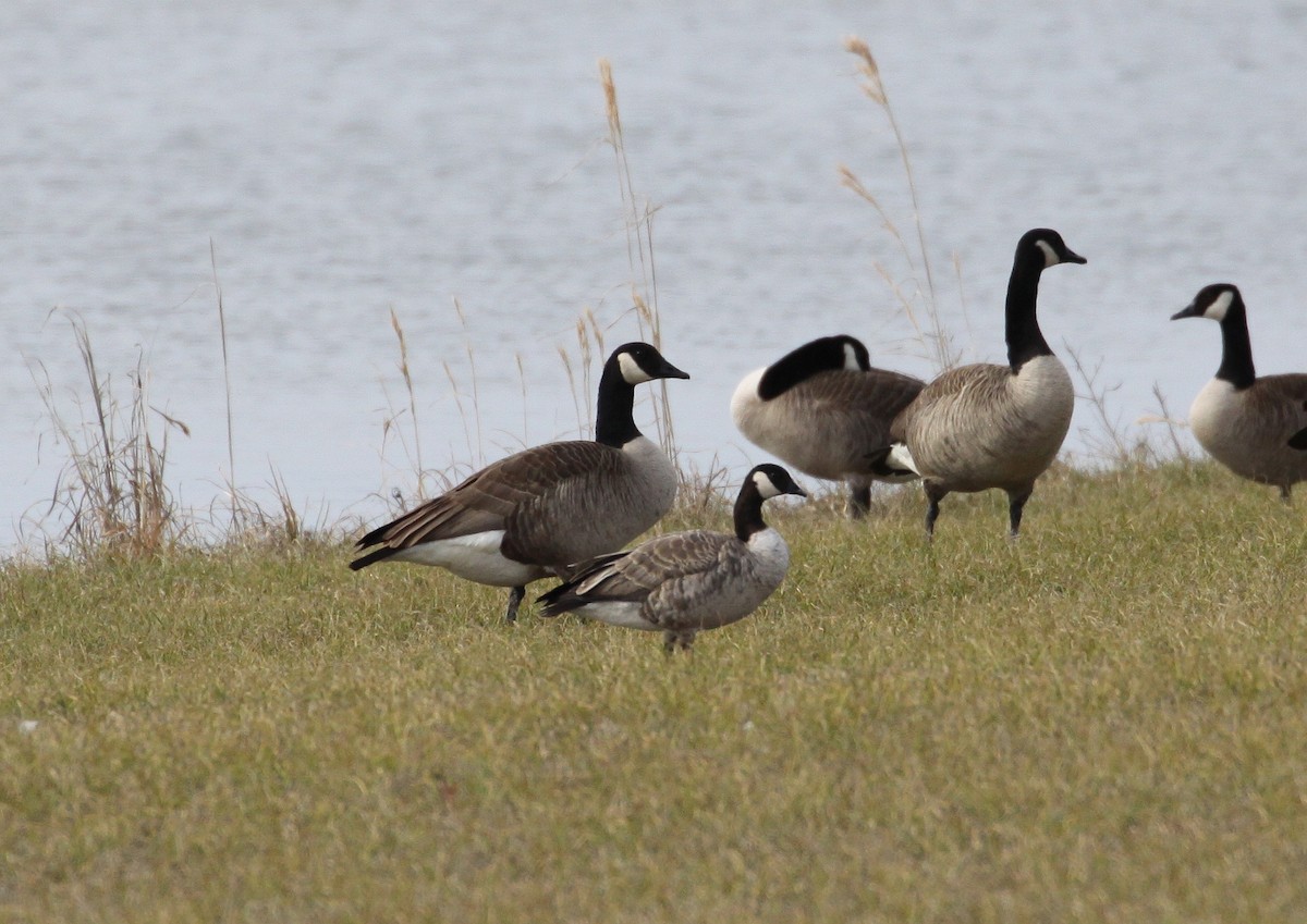 Cackling Goose (Richardson's) - ML614360577