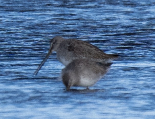 Long-billed Dowitcher - ML614360693