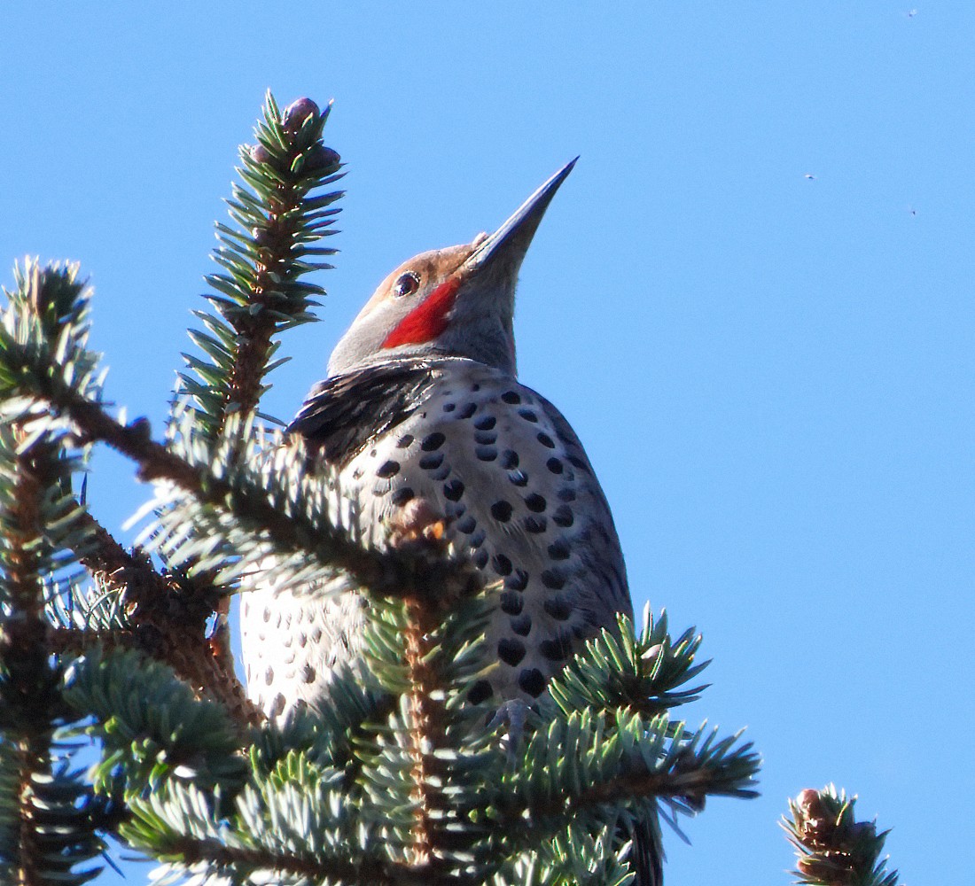 Northern Flicker (Red-shafted) - ML614360776