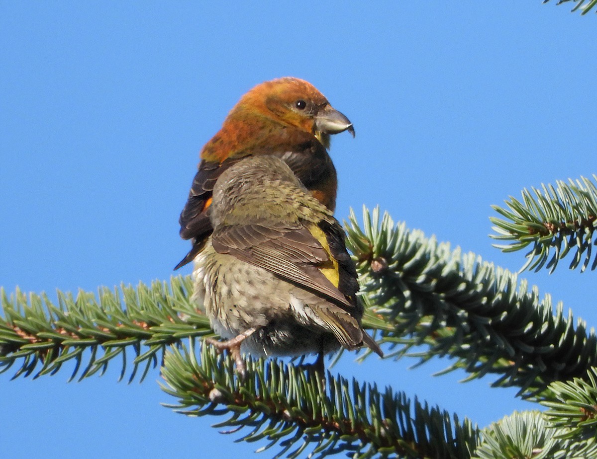 Red Crossbill - Patricia Teague