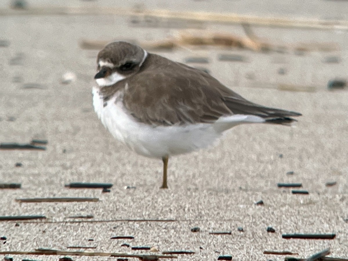 Semipalmated Plover - Tim Rodenkirk