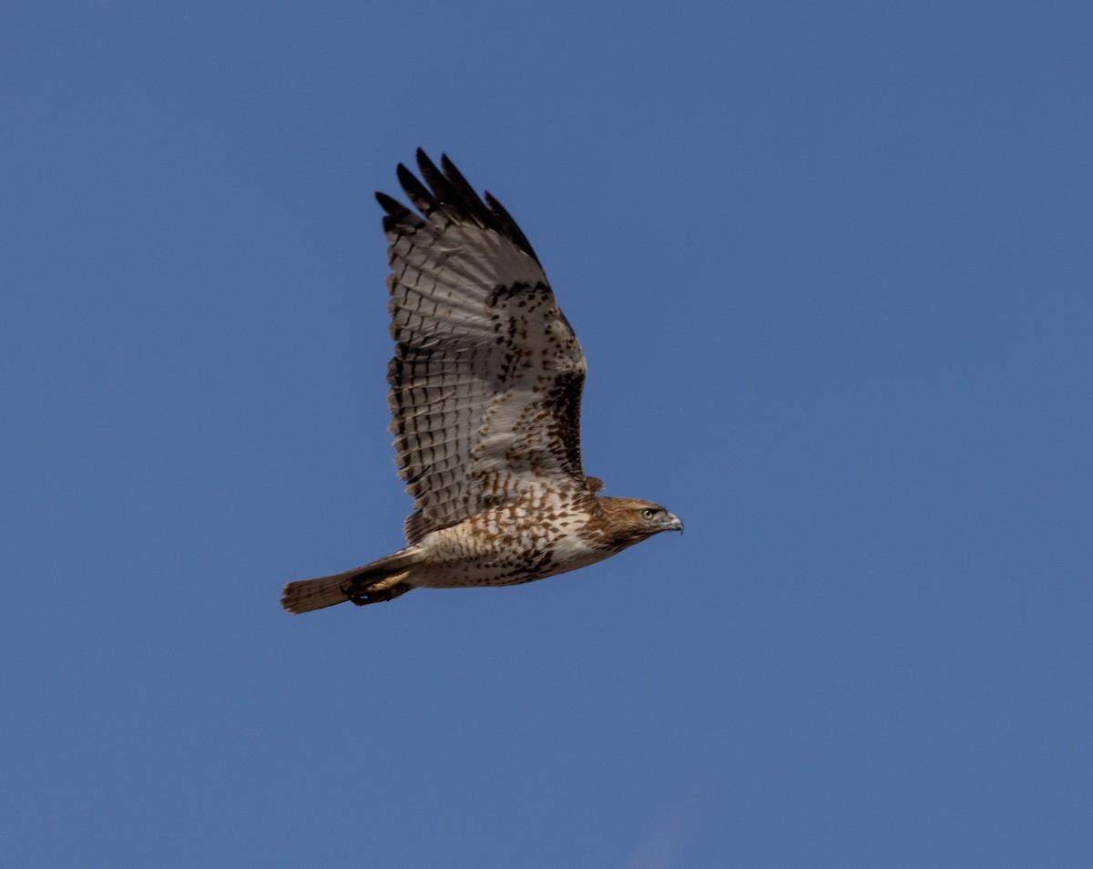 Red-tailed Hawk - ML614361175