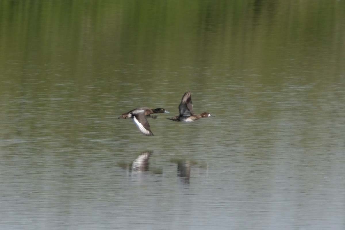 Greater Scaup - ML614361266