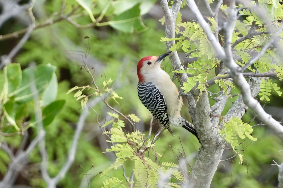 Red-bellied Woodpecker - Noah Frade