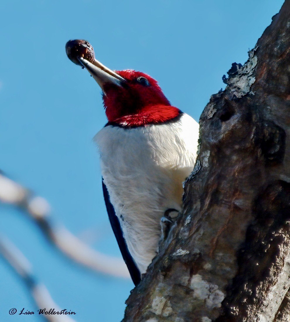 Red-headed Woodpecker - Lisa Wollerstein