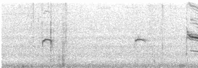 Grallina Australiana - ML614361384