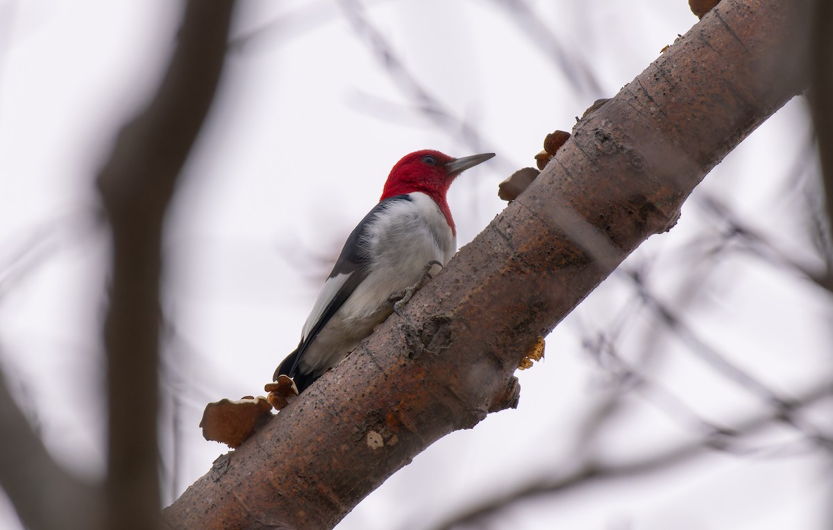 Red-headed Woodpecker - ML614361424
