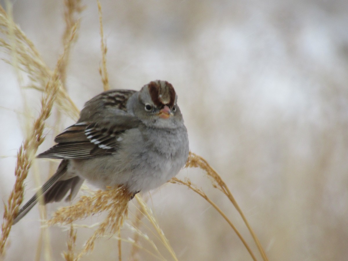 White-crowned Sparrow - ML614361966