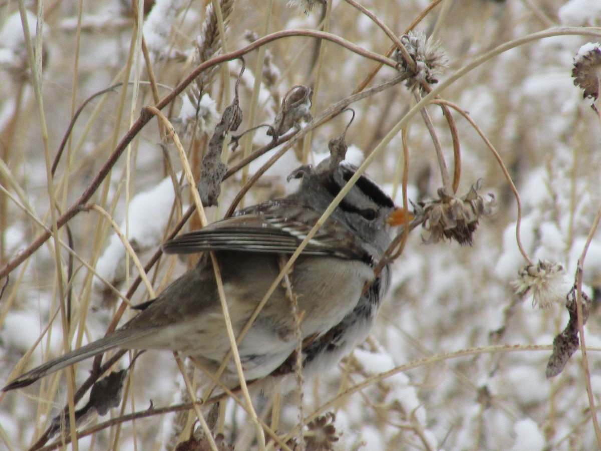 White-crowned Sparrow - ML614361967