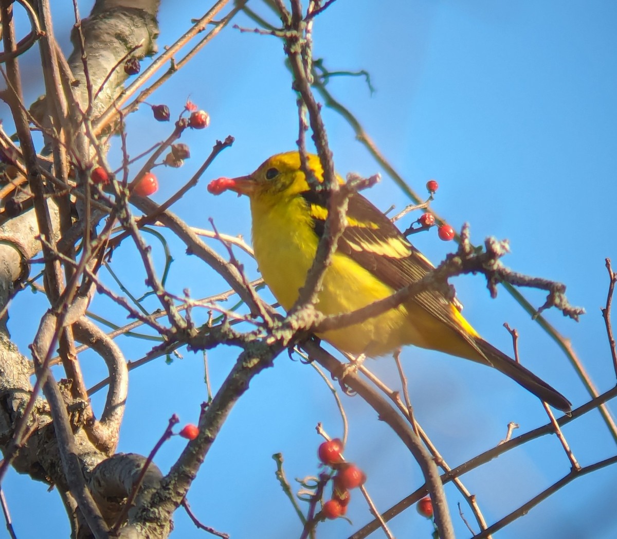 Western Tanager - ML614362047