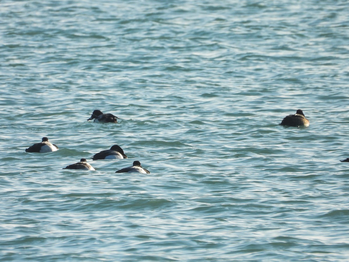 Greater/Lesser Scaup - ML614362089