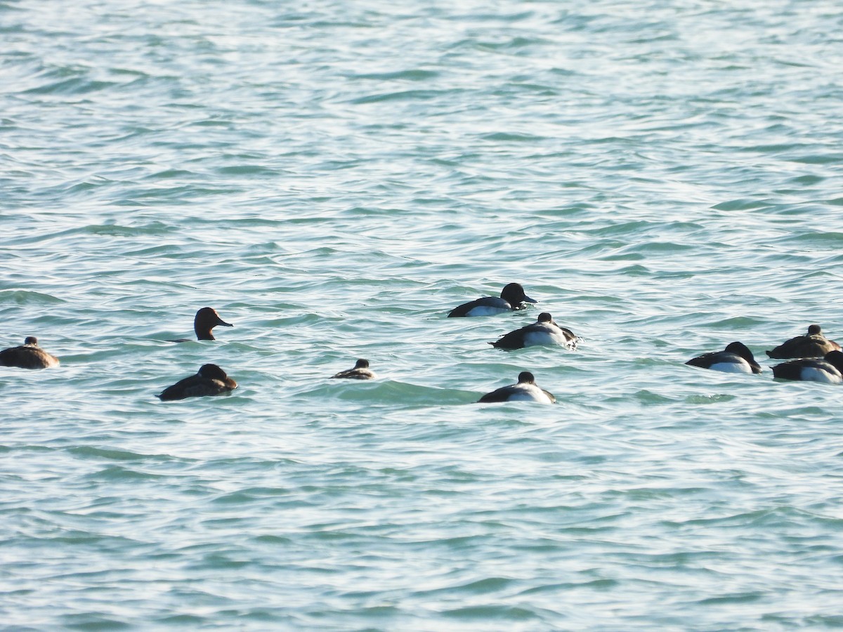 Greater/Lesser Scaup - ML614362090