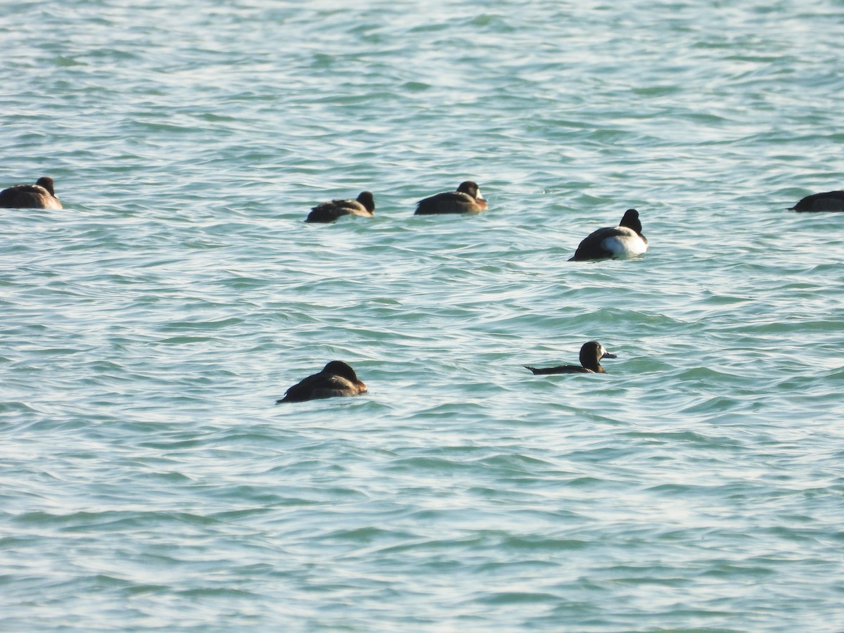 Greater/Lesser Scaup - ML614362091
