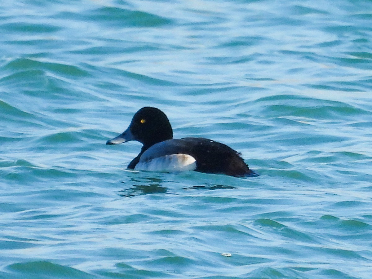Greater Scaup - ML614362099