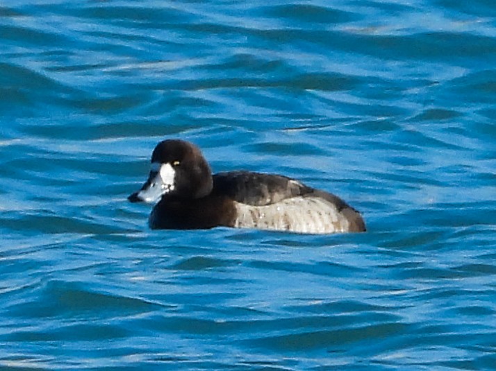 Greater/Lesser Scaup - ML614362104