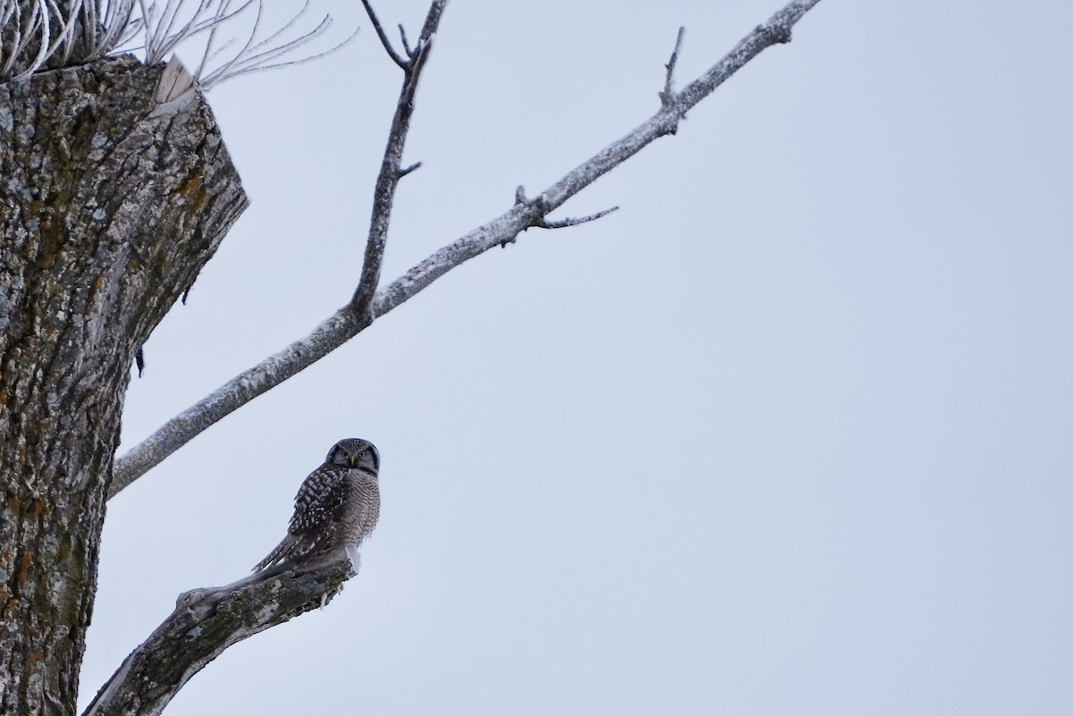 Northern Hawk Owl - ML614362132