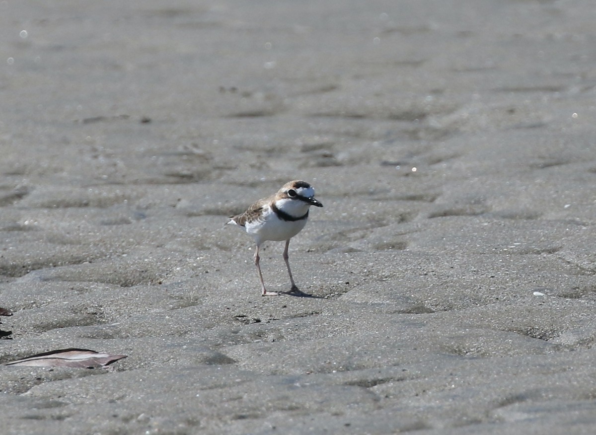 Collared Plover - ML614362143