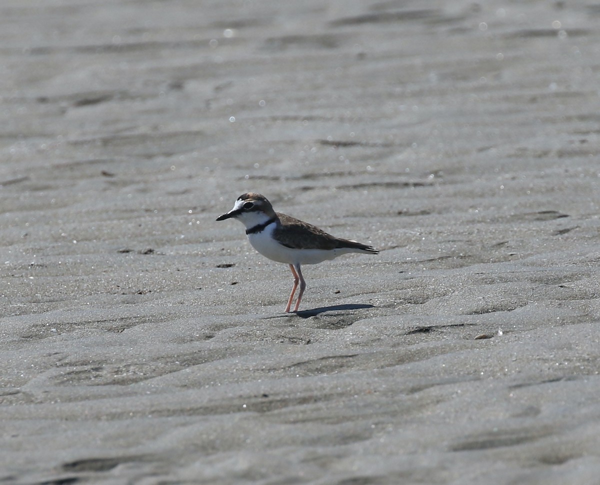 Collared Plover - ML614362164