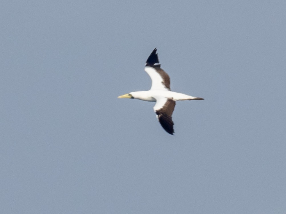 Masked Booby - ML614362545