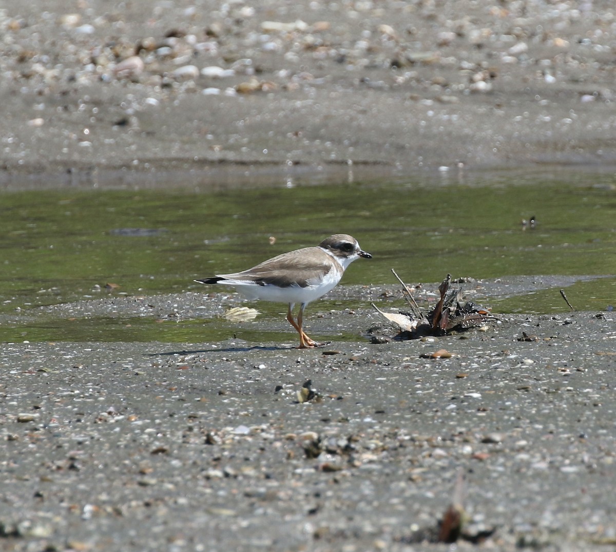 Semipalmated Plover - ML614362820