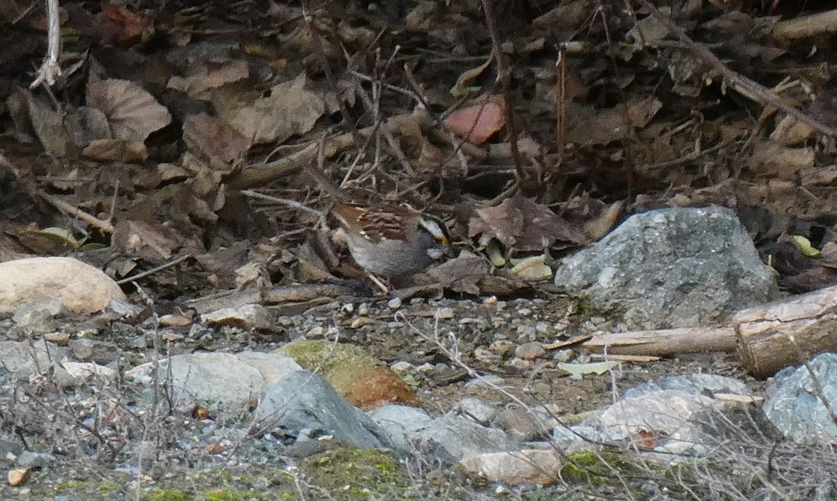 White-throated Sparrow - ML614362980