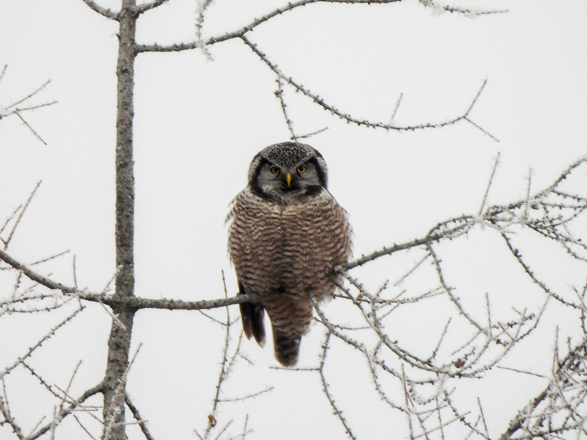 Northern Hawk Owl - ML614362993