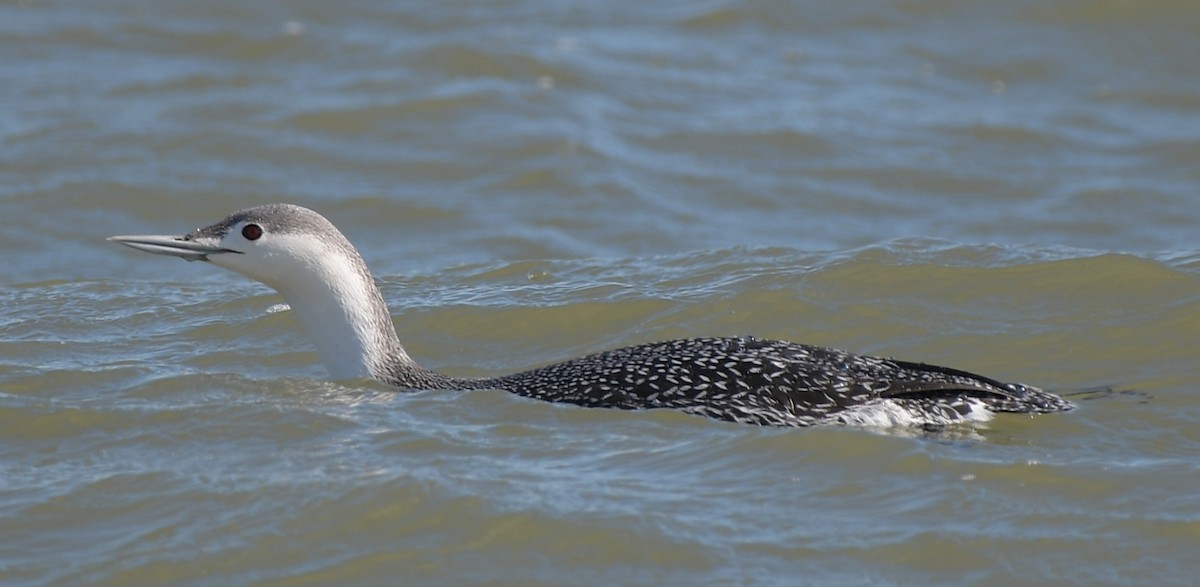 Red-throated Loon - ML614363027