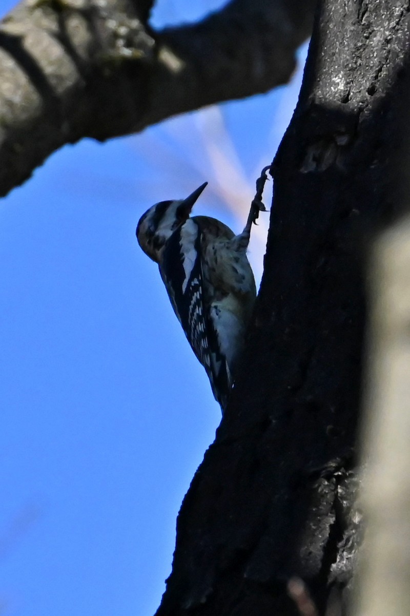 EBird Checklist 3 Feb 2024 Opalanie Park 19 Species   1200