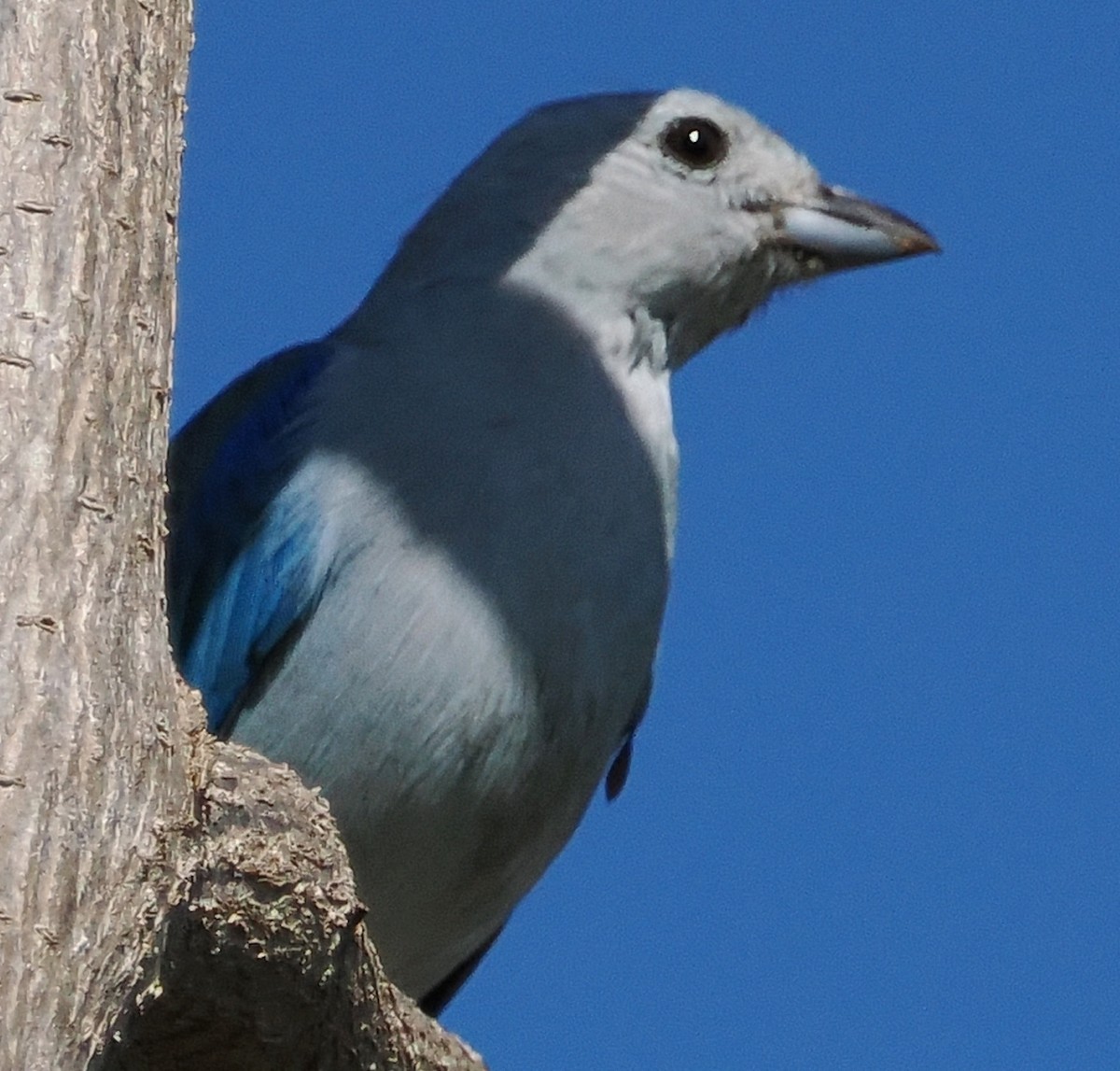 Blue-gray Tanager - ML614363385
