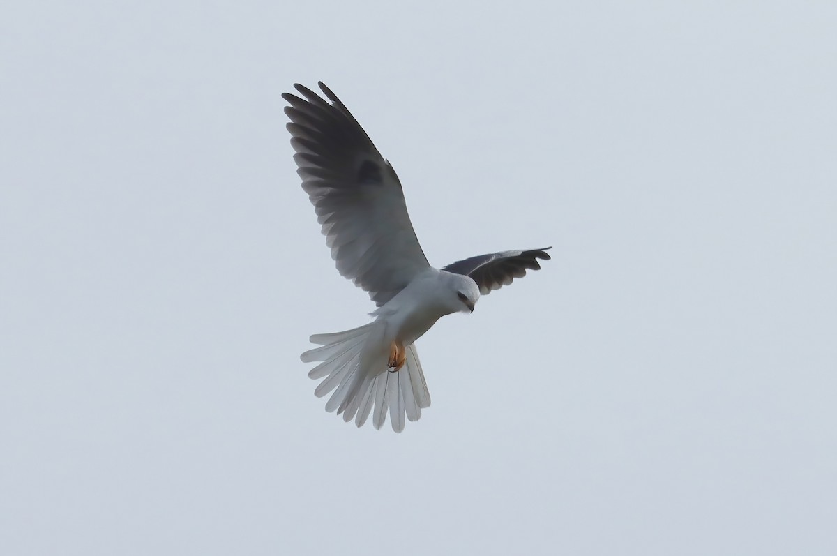 White-tailed Kite - ML614363490