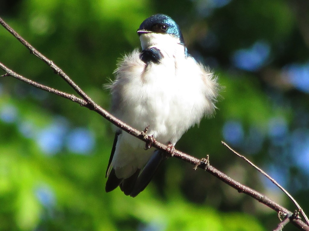 Tree Swallow - Tracy Muller