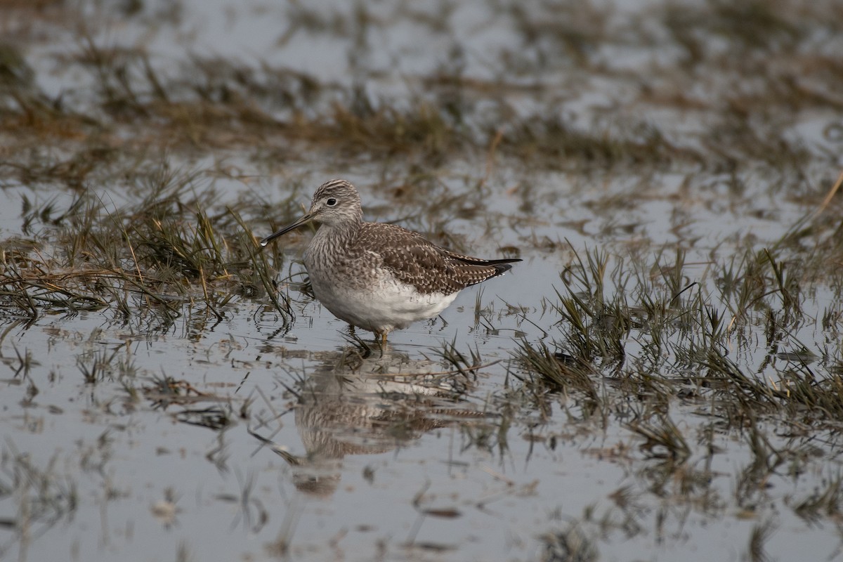 Greater Yellowlegs at Blackie Spit (Incl. Dunsmuir Farm & Nicomekl estuary) by Chris McDonald