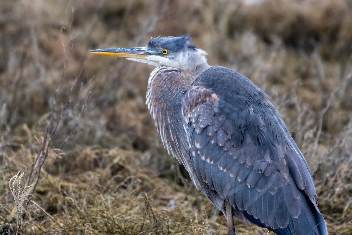 Great Blue Heron at Boundary Bay - 64th-72nd Sts., Delta by Chris McDonald