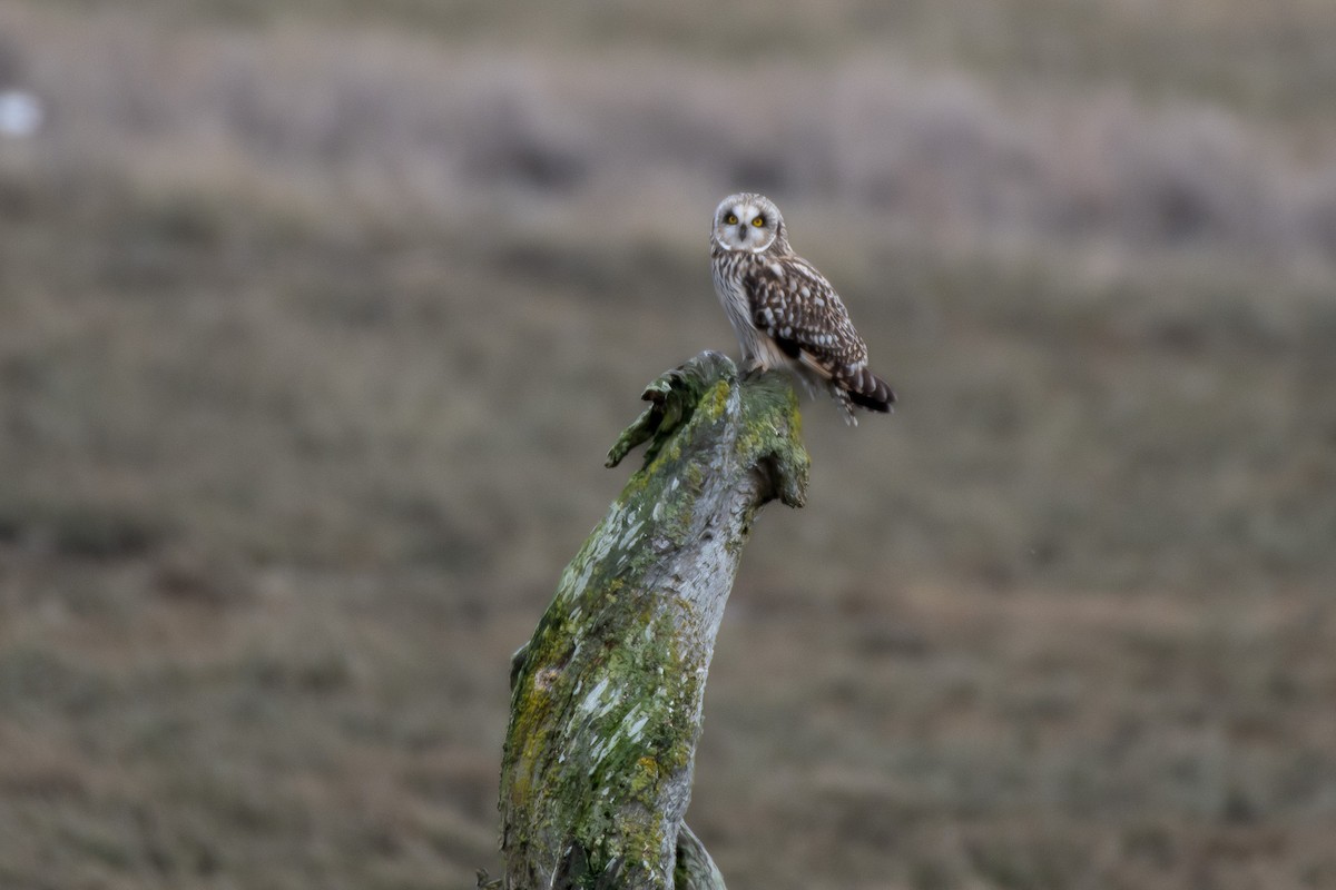 Short-eared Owl at Boundary Bay - 64th-72nd Sts., Delta by Chris McDonald