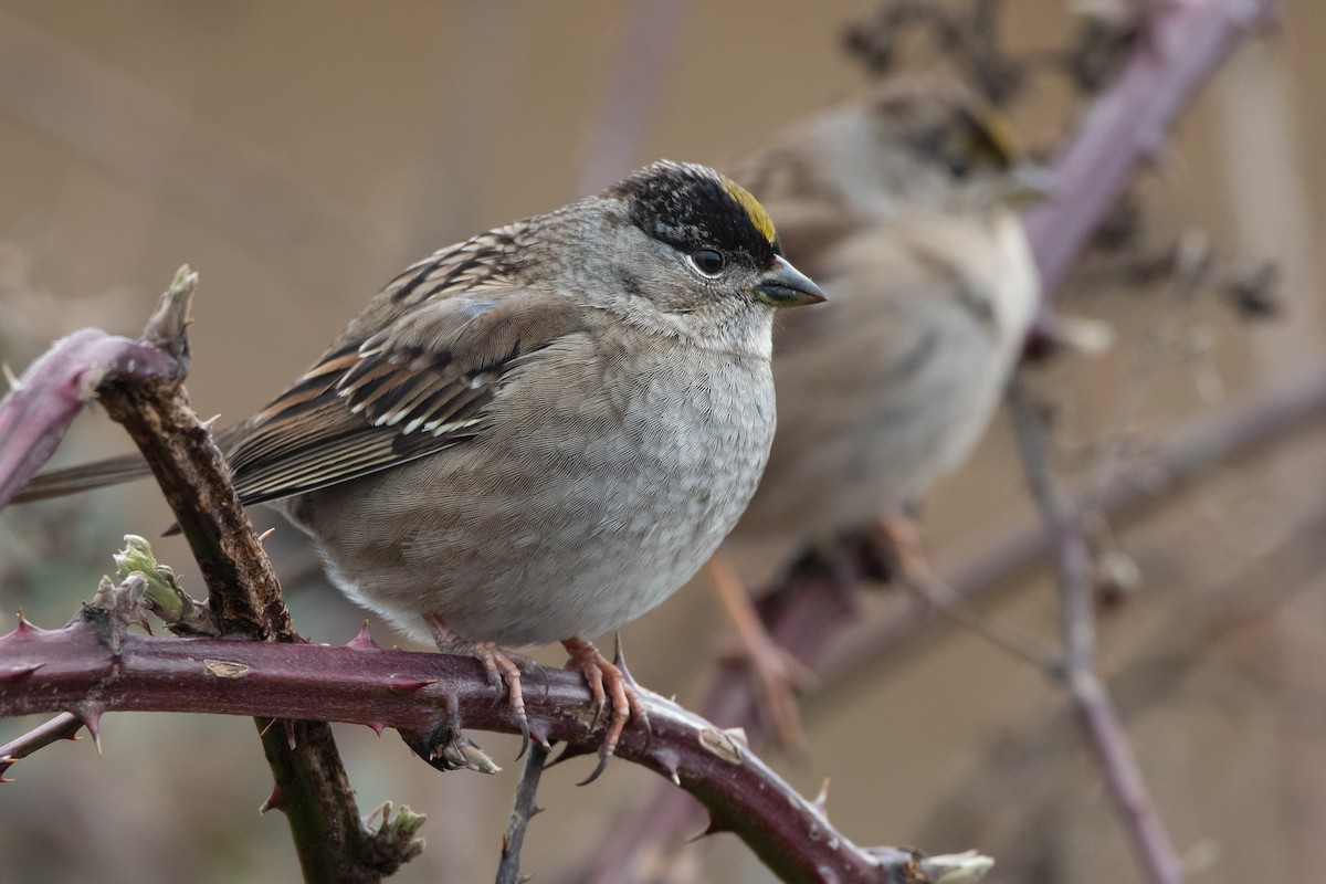 Golden-crowned Sparrow at Boundary Bay - 64th-72nd Sts., Delta by Chris McDonald