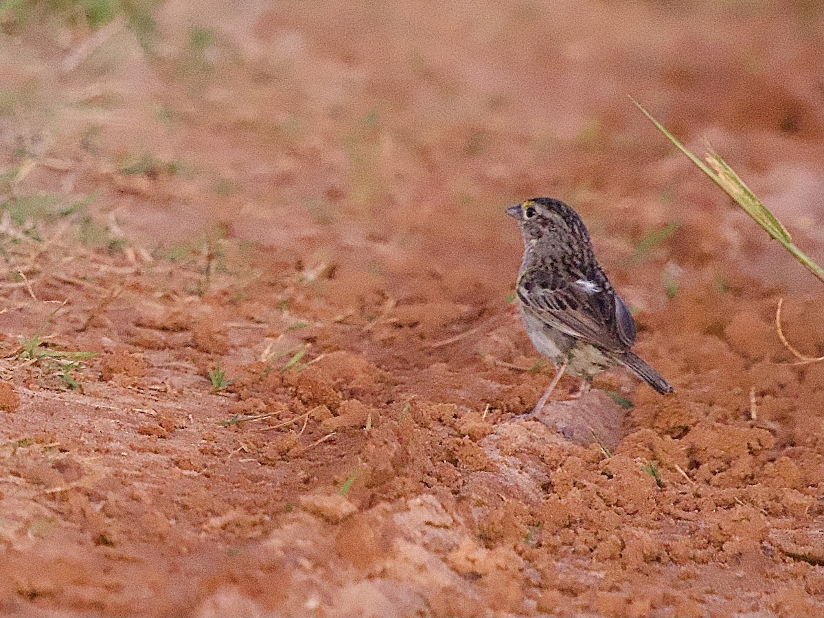 Grassland Sparrow - ML614364163