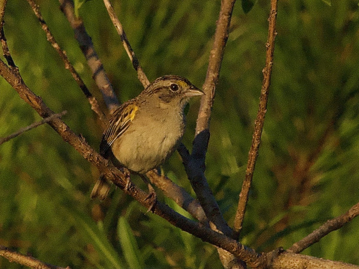 Grassland Sparrow - ML614364164