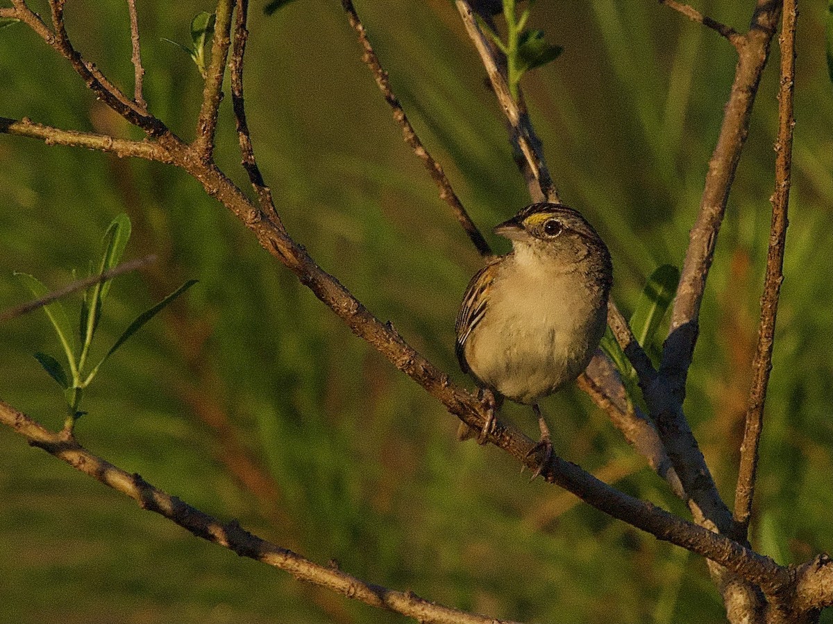 Grassland Sparrow - ML614364165
