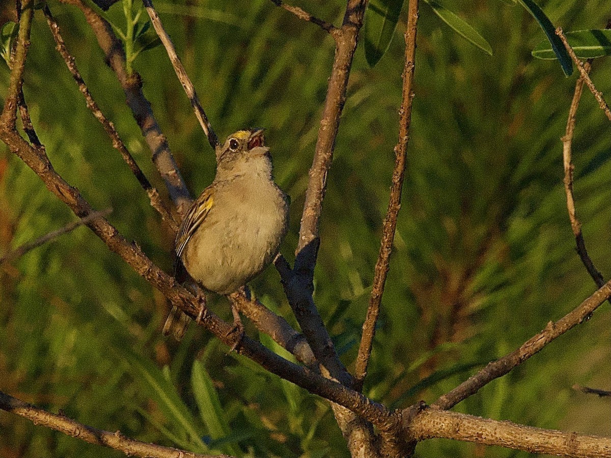 Grassland Sparrow - Craig Rasmussen