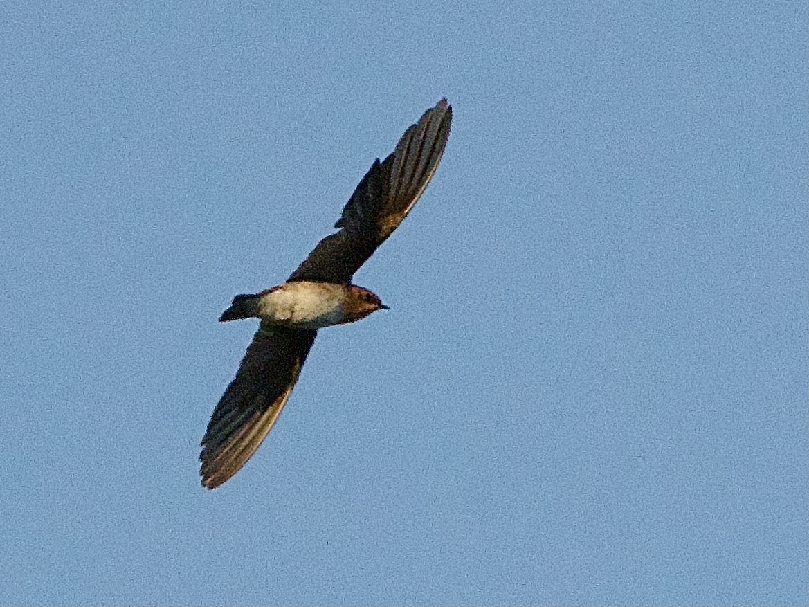 Tawny-headed Swallow - Craig Rasmussen