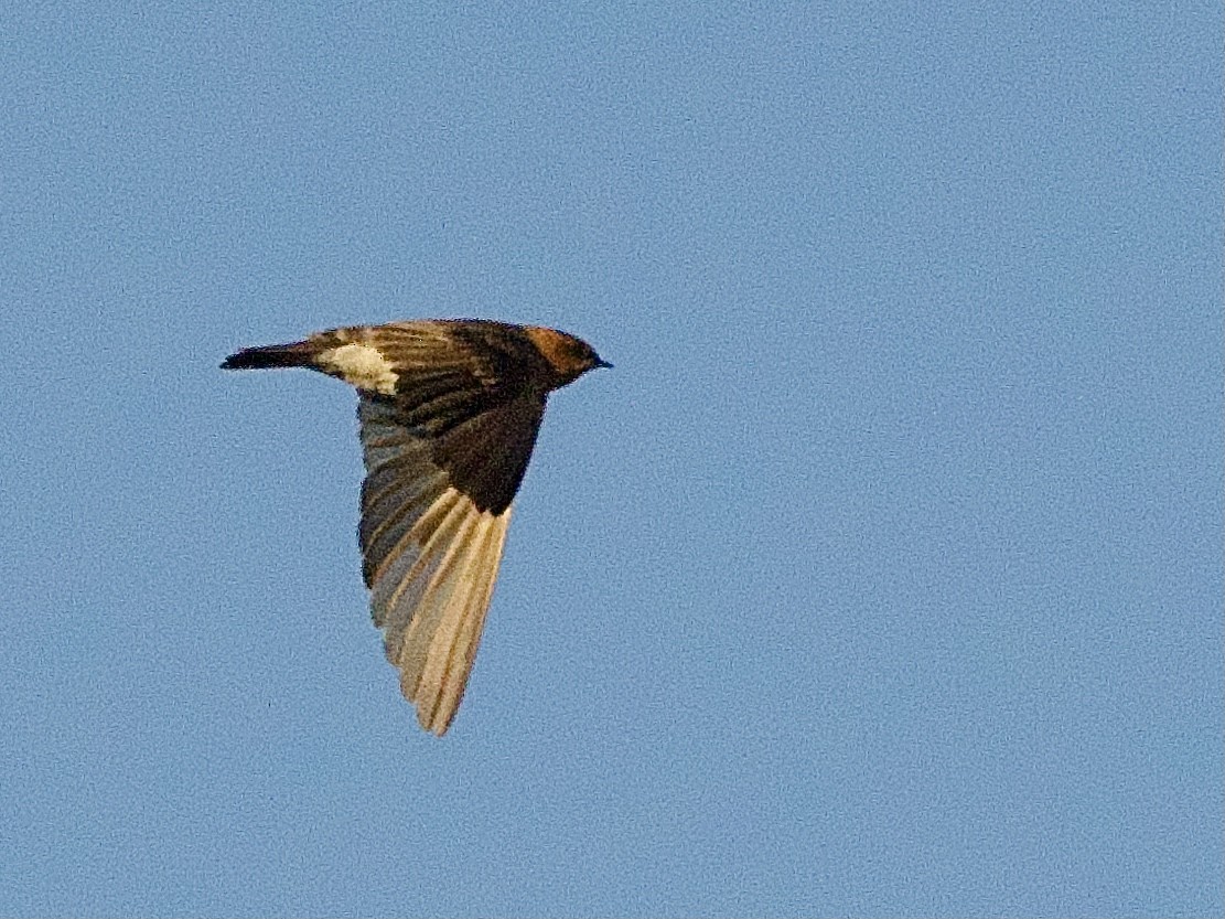Tawny-headed Swallow - ML614364186