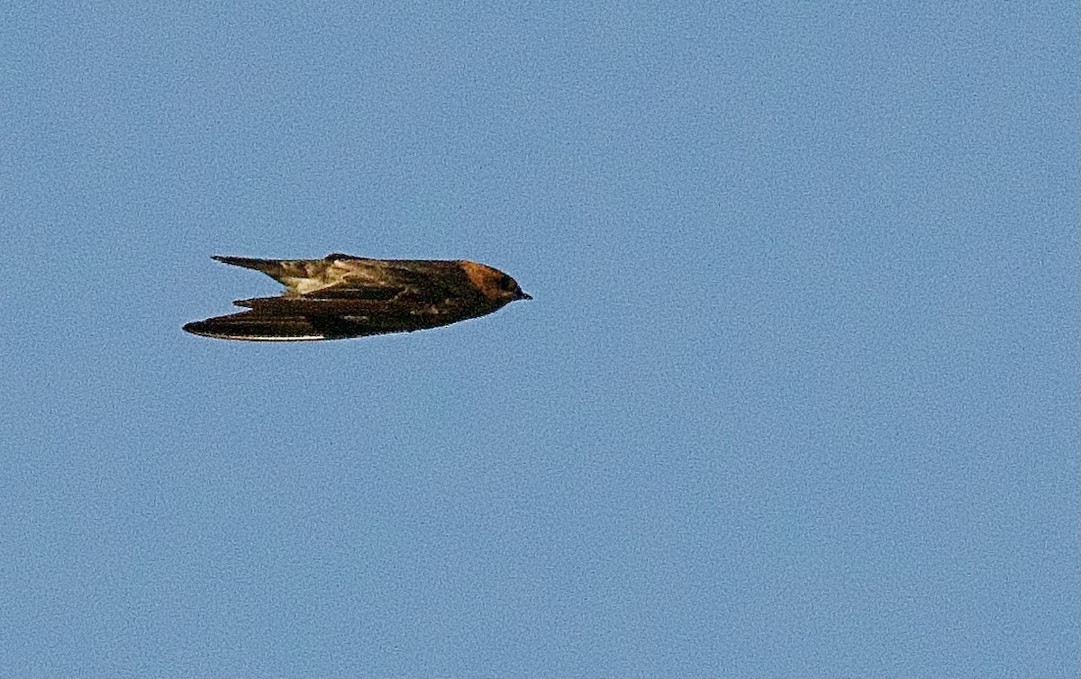 Tawny-headed Swallow - ML614364187