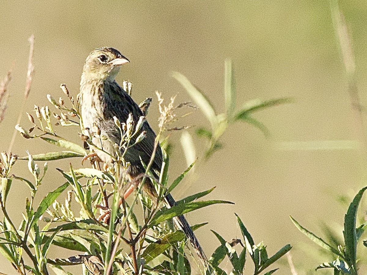 Wedge-tailed Grass-Finch - ML614364561