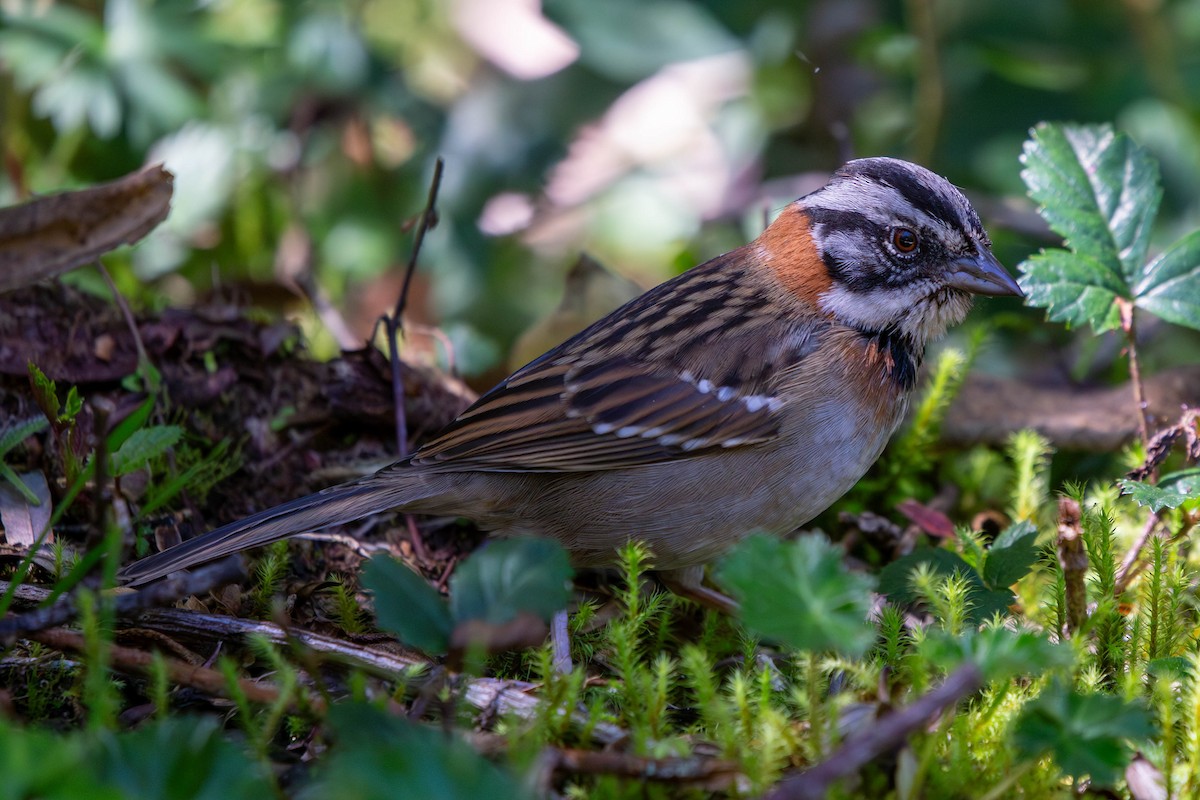 Rufous-collared Sparrow - ML614364612