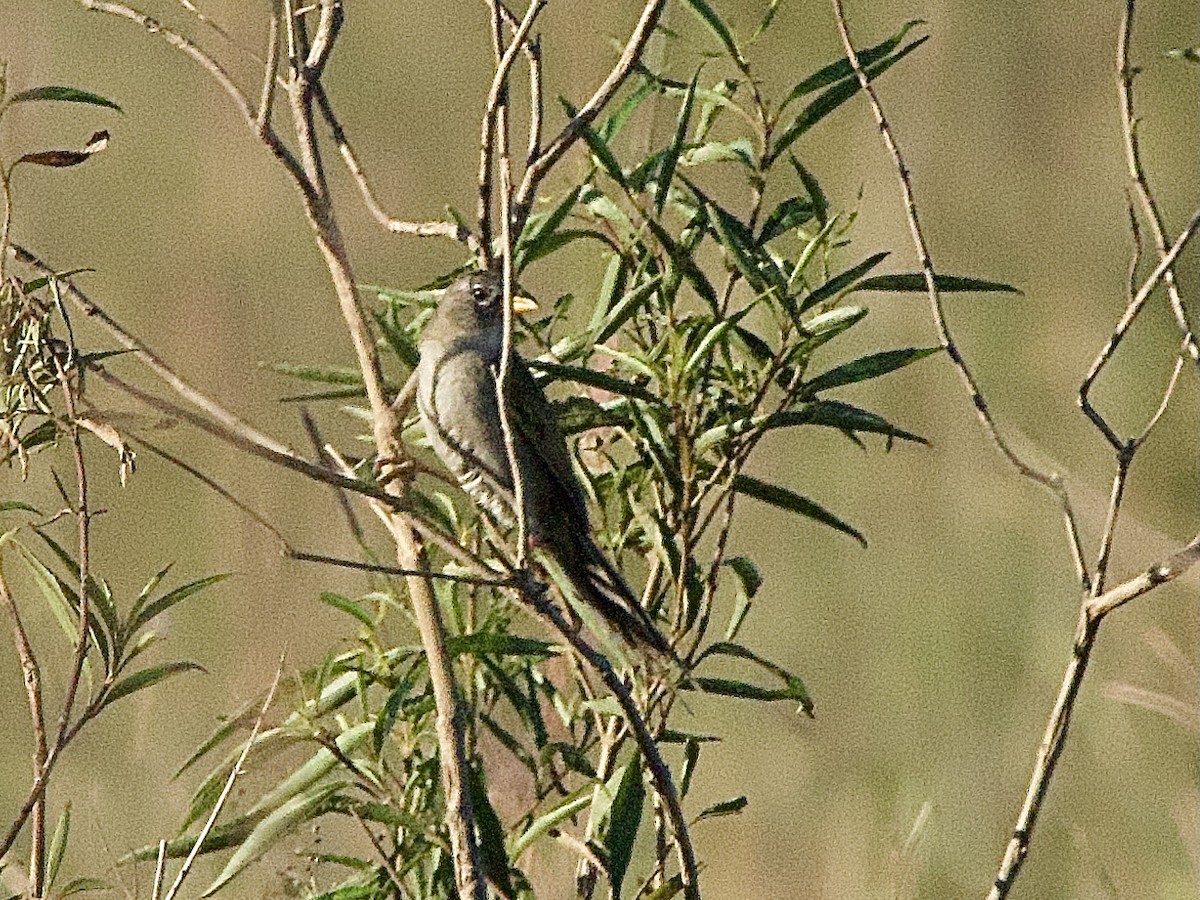 Wedge-tailed Grass-Finch - ML614364831