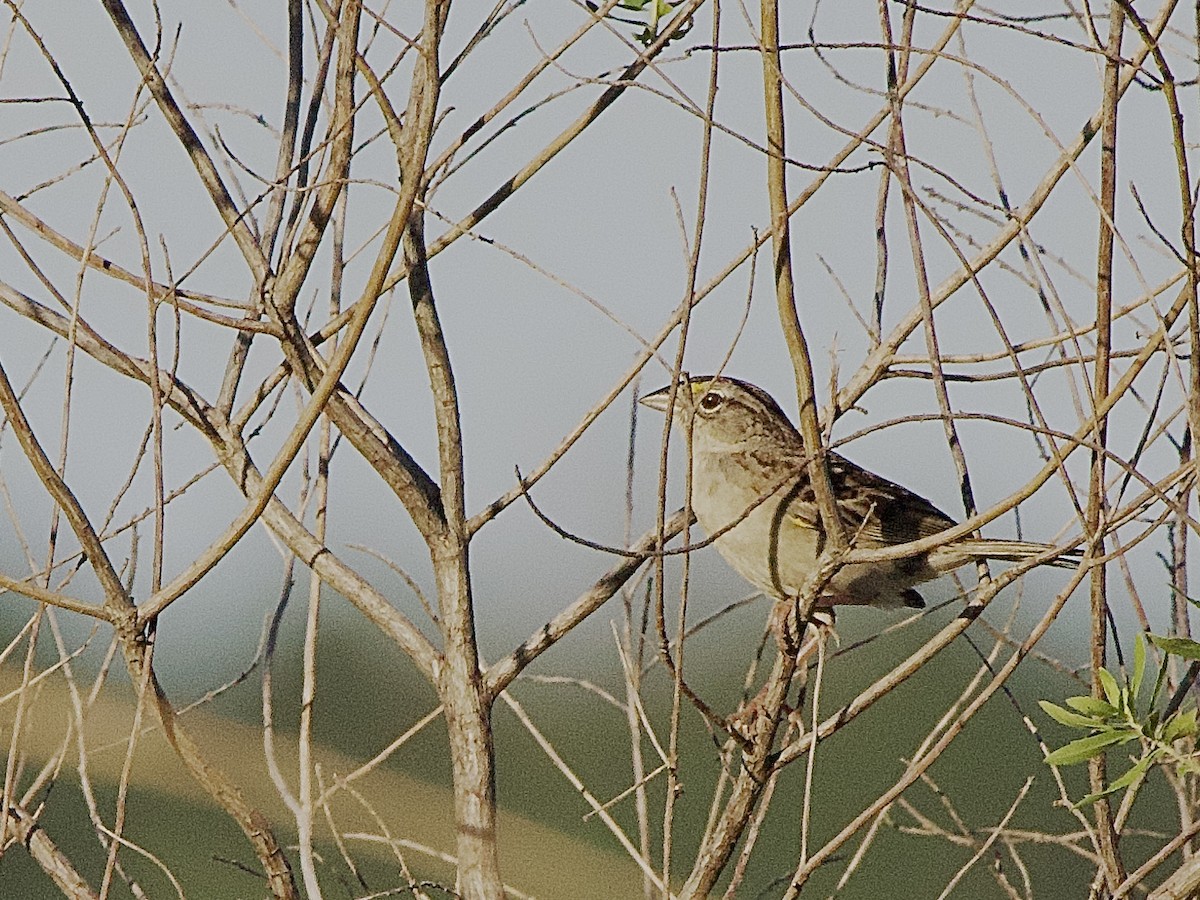 Grassland Sparrow - ML614364851