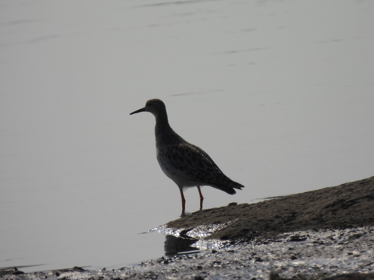 Common/Spotted Redshank - ML614364870